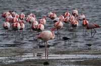 drei verschieden Flamingoarten gibt es...